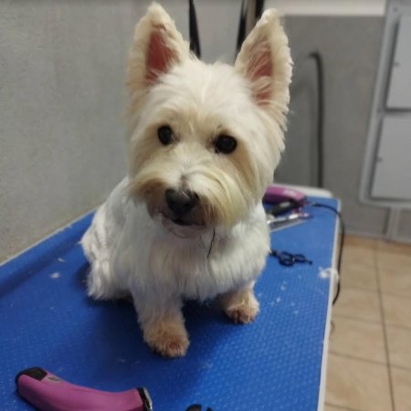 Pies White Terrier po pielęgnacji